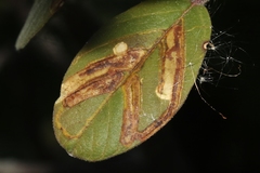 Stigmella rhamnella