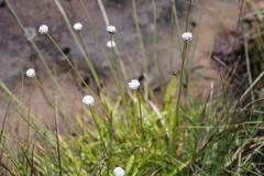 Eriocaulon dregei