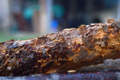 Fuscoporia ferruginosa