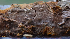Fuscoporia ferruginosa