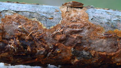 Fuscoporia ferruginosa