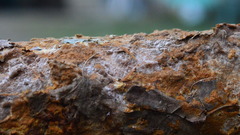 Fuscoporia ferruginosa