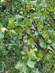 Commiphora pyracanthoides