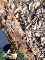 Fuscoporia ferruginosa