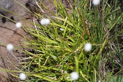 Eriocaulon dregei