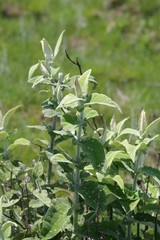 Buddleja salviifolia