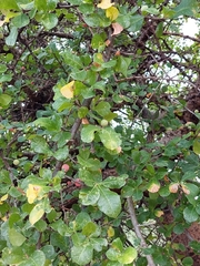Commiphora pyracanthoides