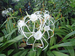 Hymenocallis speciosa