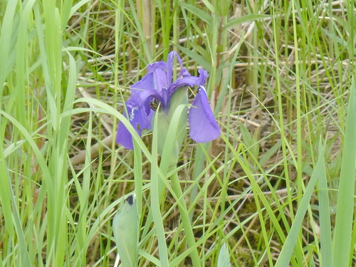 Image of Iris laevigata by (c) Andreas Taeger, some rights reserved (CC BY)