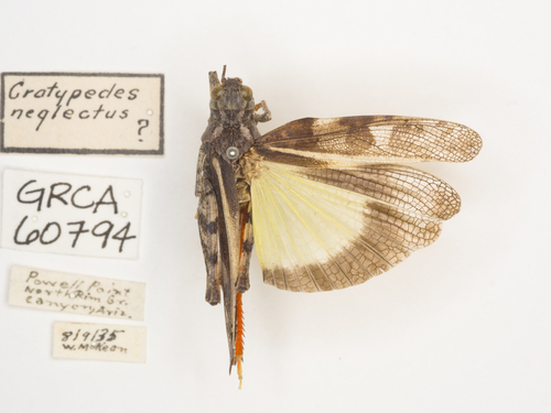 Pronotal Range Grasshopper photo 4