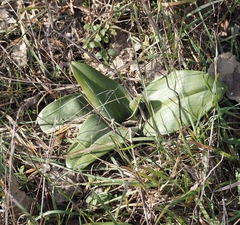 Himantoglossum hircinum