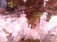 Ellisolandia elongata