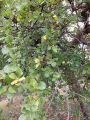 Commiphora pyracanthoides
