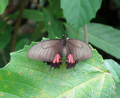 Heraclides torquatus