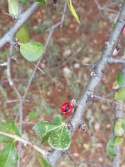 Commiphora pyracanthoides