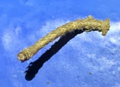 Campaea margaritaria