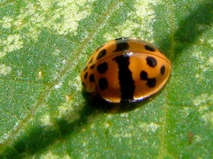 Psyllobora dissimilis