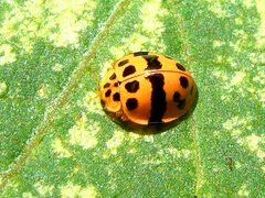 Psyllobora dissimilis