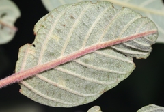 Stigmella rhamnella