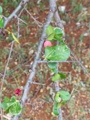 Commiphora pyracanthoides