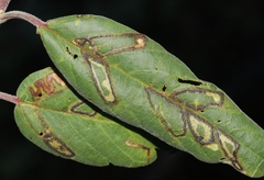Stigmella rhamnella
