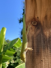 Phelsuma sundbergi longinsulae