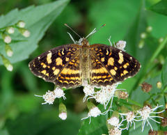 Anthanassa drusilla