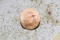 Paracraspis guadaloupensis