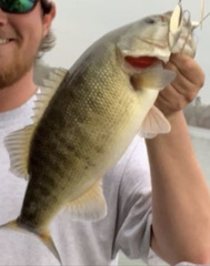 Micropterus cataractae