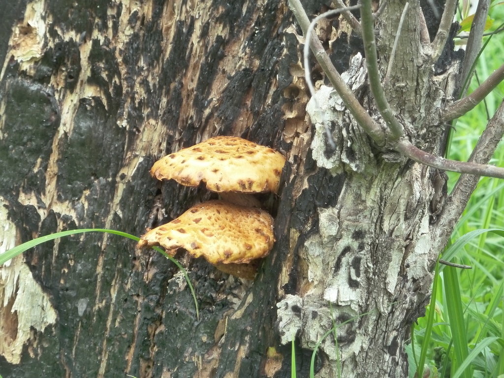 Pholiota aurivella · June 2016 · photo: © symphyta (iNaturalist, cc-by)
