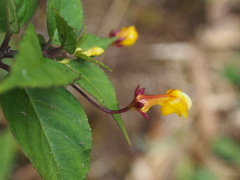 Image of Burmeistera parviflora