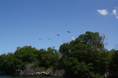 Pelecanus occidentalis