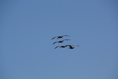 Pelecanus occidentalis