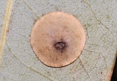 Paracraspis guadaloupensis