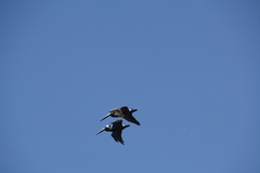 Pelecanus occidentalis