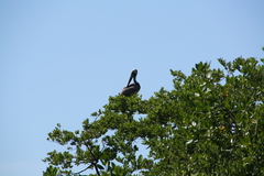 Pelecanus occidentalis