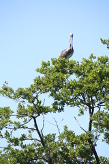 Pelecanus occidentalis