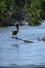 Pelecanus occidentalis