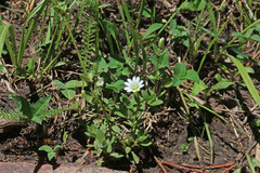 Cerastium beeringianum