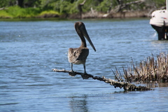 Pelecanus occidentalis