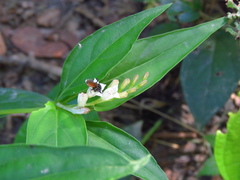 Spigelia humboldtiana