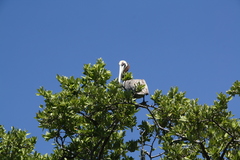 Pelecanus occidentalis