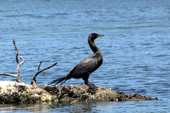 Nannopterum brasilianum
