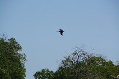 Pelecanus occidentalis