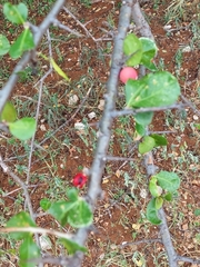 Commiphora pyracanthoides
