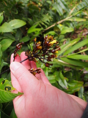 Palicourea macrocalyx