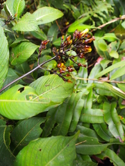 Palicourea macrocalyx