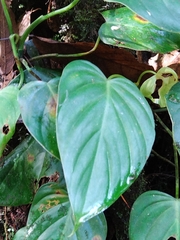 Philodendron hederaceum