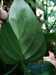 Philodendron hederaceum