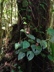 Philodendron hederaceum